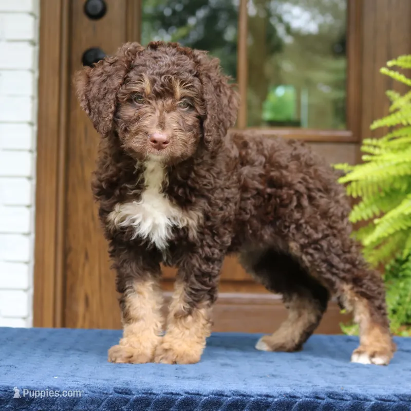 Rita – Bernedoodle puppy for sale in Narvon, PA