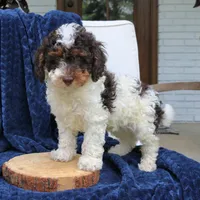 Dusty, a male Bernedoodle for sale in Narvon, PA – 5 of 5