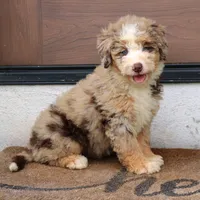 Polly, a female Miniature Bernedoodle for sale in Narvon, PA – 3 of 9