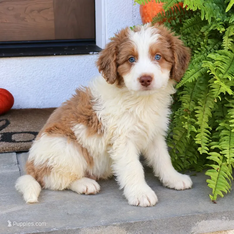 Blaze – Miniature Bernedoodle puppy for sale in Narvon, PA