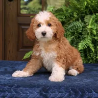 Jada, a female Cavapoo for sale in Narvon, PA – 6 of 7