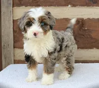 Molly mini f2b, a female Miniature Bernedoodle for sale in Narvon, PA – Photo 2 of 2