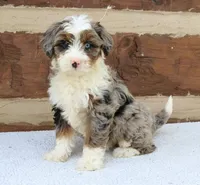 Molly mini f2b, a female Miniature Bernedoodle for sale in Narvon, PA – Photo 1 of 2