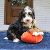 Paisley, a female Miniature Bernedoodle for sale in Narvon, PA – 6 of 6