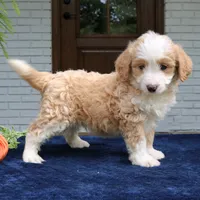 Moose, a male Miniature Bernedoodle for sale in Narvon, PA – 5 of 8