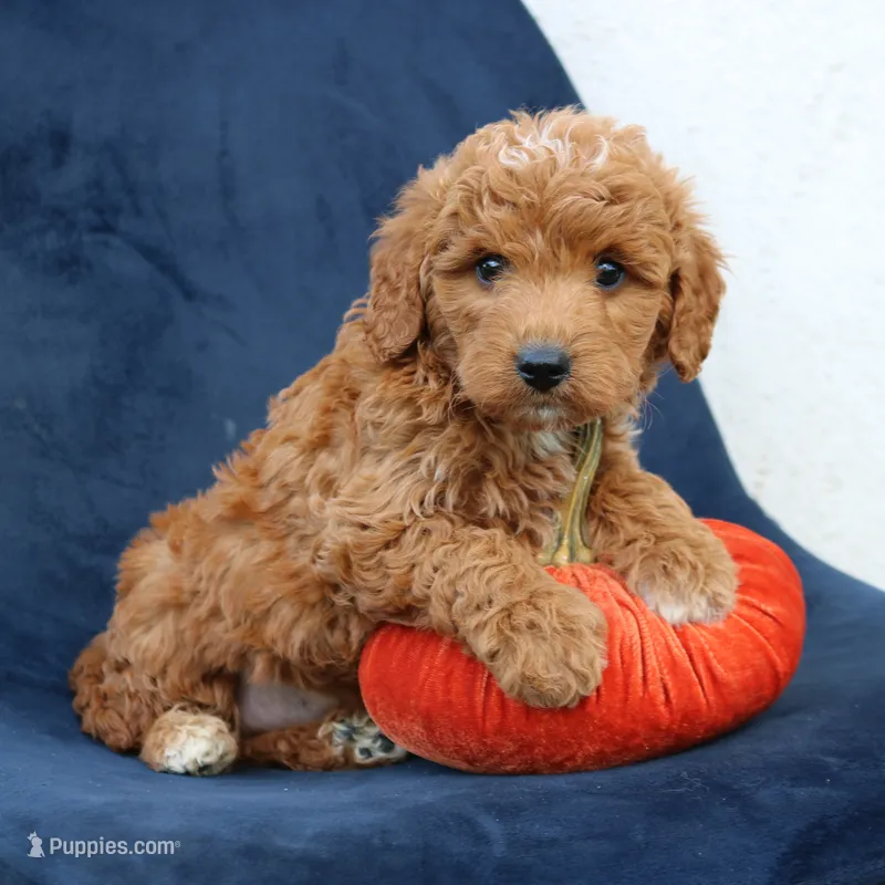 Legend – Miniature Goldendoodle puppy for sale in Narvon, PA