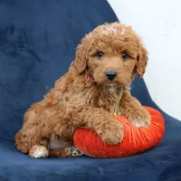 Legend, a male Miniature Goldendoodle for sale in Narvon, PA – 1 of 7