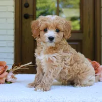 Jett, a male Cavapoo for sale in Narvon, PA – 3 of 5