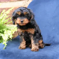 Willow, a female Cavapoo for sale in Narvon, PA – 6 of 8