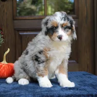 Gigi, a female Bernedoodle for sale in Narvon, PA – 5 of 9