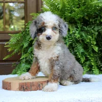 Blake, a male Bernedoodle for sale in Narvon, PA – 5 of 9