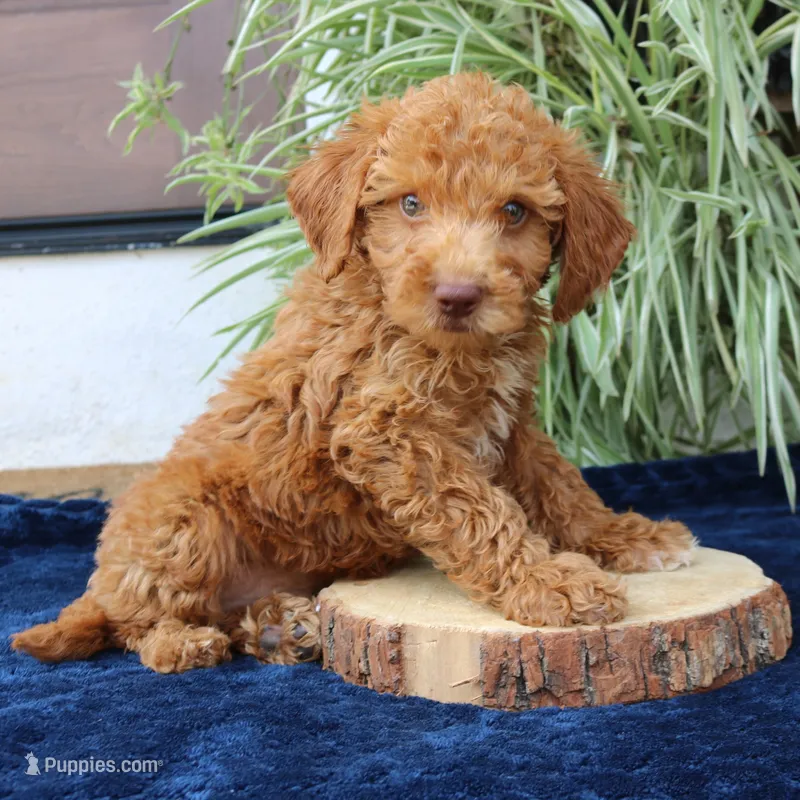 Hunter – Goldendoodle puppy for sale in Narvon, PA