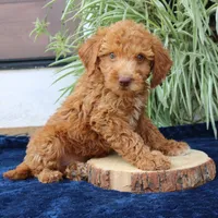 Hunter, a male Goldendoodle for sale in Narvon, PA – 3 of 6