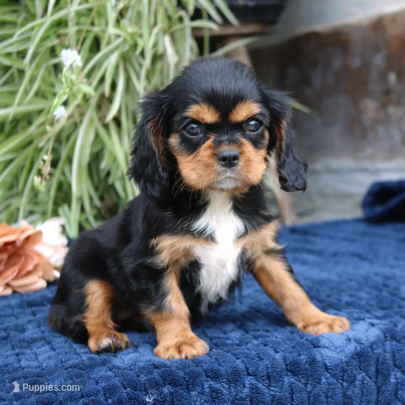 Jalena – Cavalier King Charles Spaniel puppy for sale in Narvon, PA