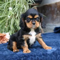 Jalena, a female Cavalier King Charles Spaniel for sale in Narvon, PA – 1 of 9