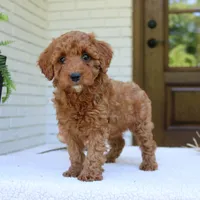Joy, a female Cavapoo for sale in Narvon, PA – 5 of 6
