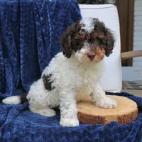 Dusty, a male Bernedoodle for sale in Narvon, PA – 3 of 5