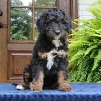 Rover, a male Bernedoodle for sale in Narvon, PA – 6 of 6