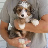 Scout, a male Miniature Bernedoodle for sale in Narvon, PA – 3 of 8