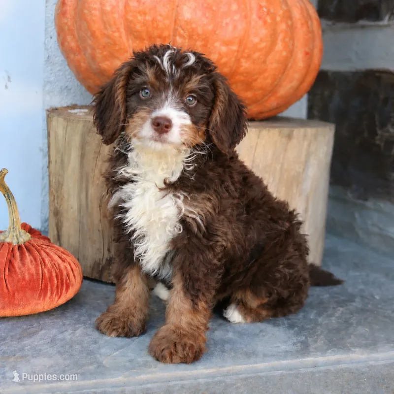 Biscuit  – Miniature Bernedoodle puppy for sale in Narvon, PA
