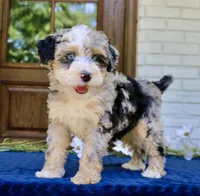 Willow mini f1bb, a female Miniature Bernedoodle for sale in Narvon, PA – 3 of 6