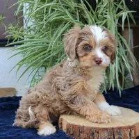 Kirby, a male Cavapoo for sale in Narvon, PA – 3 of 10