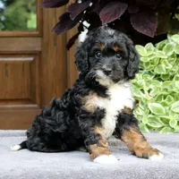 Cody, a male Cavapoo for sale in Narvon, PA – 3 of 6