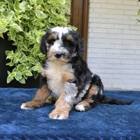 Earl II, a male Bernedoodle for sale in Narvon, PA – 3 of 7
