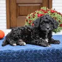 Scout, a male Cavapoo for sale in Narvon, PA – 3 of 6