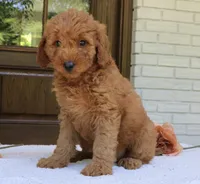 Trixie, a female Miniature Goldendoodle for sale in Narvon, PA – 4 of 4