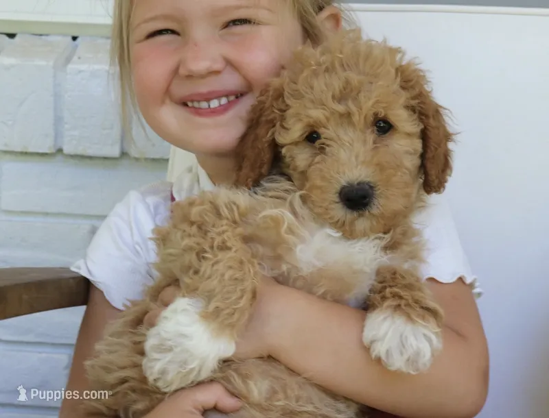 Tally mini f1b – Miniature Goldendoodle puppy for sale in Narvon, PA
