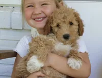 Tally mini f1b, a female Miniature Goldendoodle for sale in Narvon, PA – 1 of 4