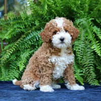Jolene, a female Cavapoo for sale in Narvon, PA – 2 of 8