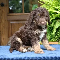 Rambo, a male Bernedoodle for sale in Narvon, PA – 4 of 8