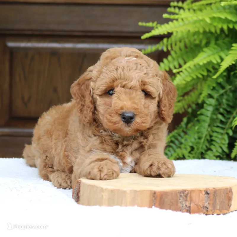 Winston – Miniature Goldendoodle puppy for sale in Narvon, PA