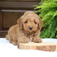 Winston, a male Miniature Goldendoodle for sale in Narvon, PA – 1 of 7