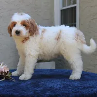 Dawson, a male Goldendoodle for sale in Narvon, PA – 2 of 5