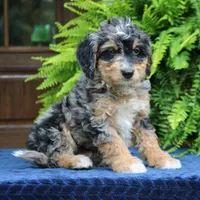 Roland, a male Bernedoodle for sale in Narvon, PA – 3 of 9