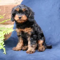 Willow, a female Cavapoo for sale in Narvon, PA – 7 of 8