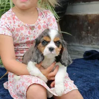 Juno, a male Cavalier King Charles Spaniel for sale in Narvon, PA – 10 of 10