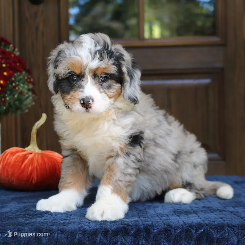 Gigi – Bernedoodle puppy for sale in Narvon, PA