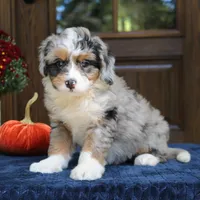 Gigi, a female Bernedoodle for sale in Narvon, PA – 1 of 9