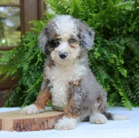 Blake, a male Bernedoodle for sale in Narvon, PA – 4 of 9
