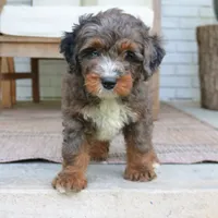 Denver, a male Miniature Bernedoodle for sale in Narvon, PA – 7 of 7