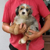 Pearl, a female Miniature Bernedoodle for sale in Narvon, PA – 9 of 10