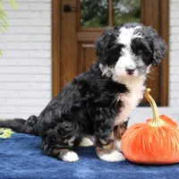 Murphy, a male Miniature Bernedoodle for sale in Narvon, PA – 4 of 6