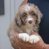 Dakota, a female Miniature Bernedoodle for sale in Narvon, PA – 5 of 6