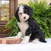 Bella, a female Bernedoodle for sale in Narvon, PA – 6 of 7