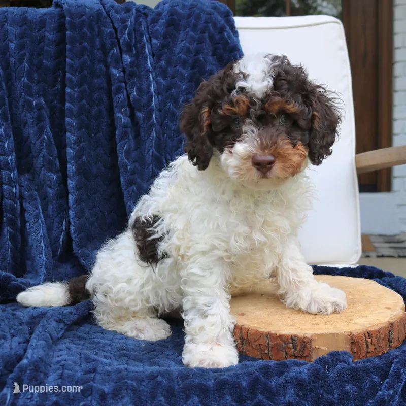 Dusty – Bernedoodle puppy for sale in Narvon, PA