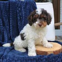 Dusty, a male Bernedoodle for sale in Narvon, PA – 1 of 5